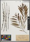 Foto von Salix sericea Marshall